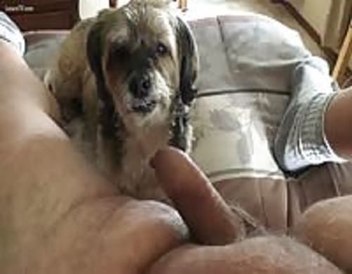 رجل ينيك كس كلبة الفحل ينيك الكلبة نيك كلاب واغتصاب كس