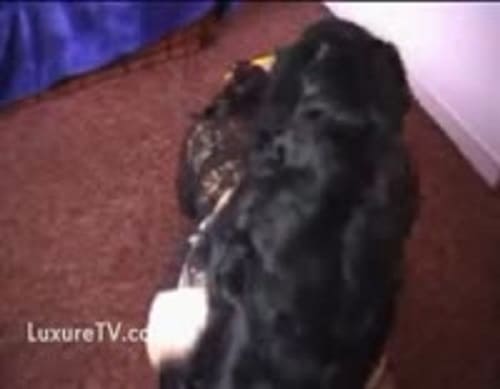 فيديوهات سكس حيوانات اجمل نيك كلاب مع بنات شراميط